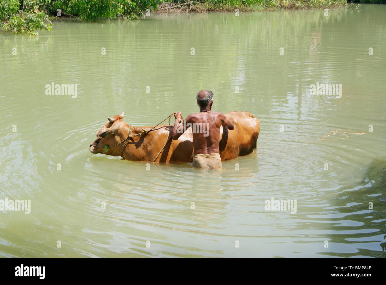 Cow bagno nel fiume . Un uomo la balneazione la sua mucca nel mezzo del fiume che scorre a Kerala, India Foto Stock