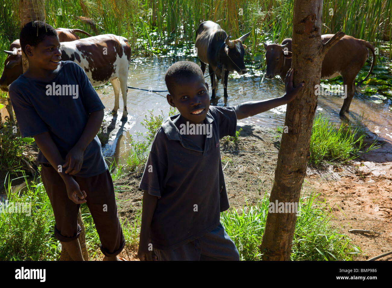 Giovani ragazzi africani mantenendo il bestiame nei pressi di un piccolo villaggio in Mozambico, Africa. Foto Stock