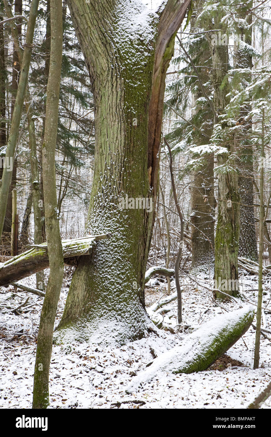 Neve avvolto quercia in stand di latifoglie Foto Stock