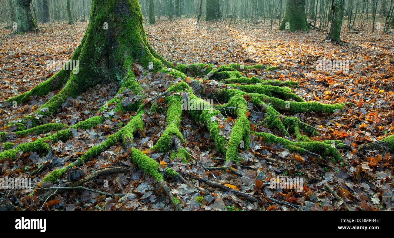 Tronco di abete rosso e le radici che cresce su fondo di foresta Foto Stock