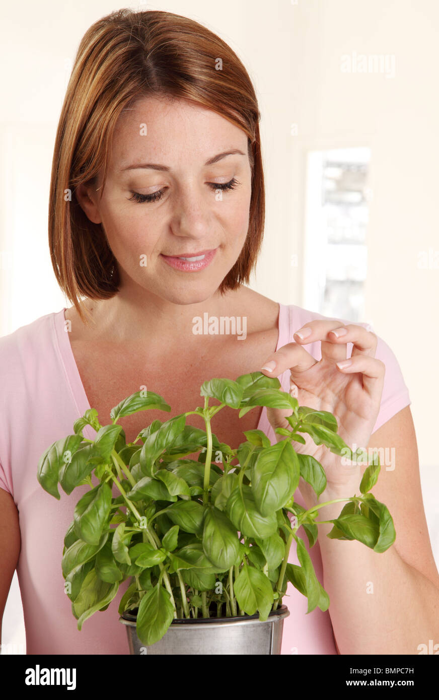 Donna raccolta di foglie di basilico Foto Stock