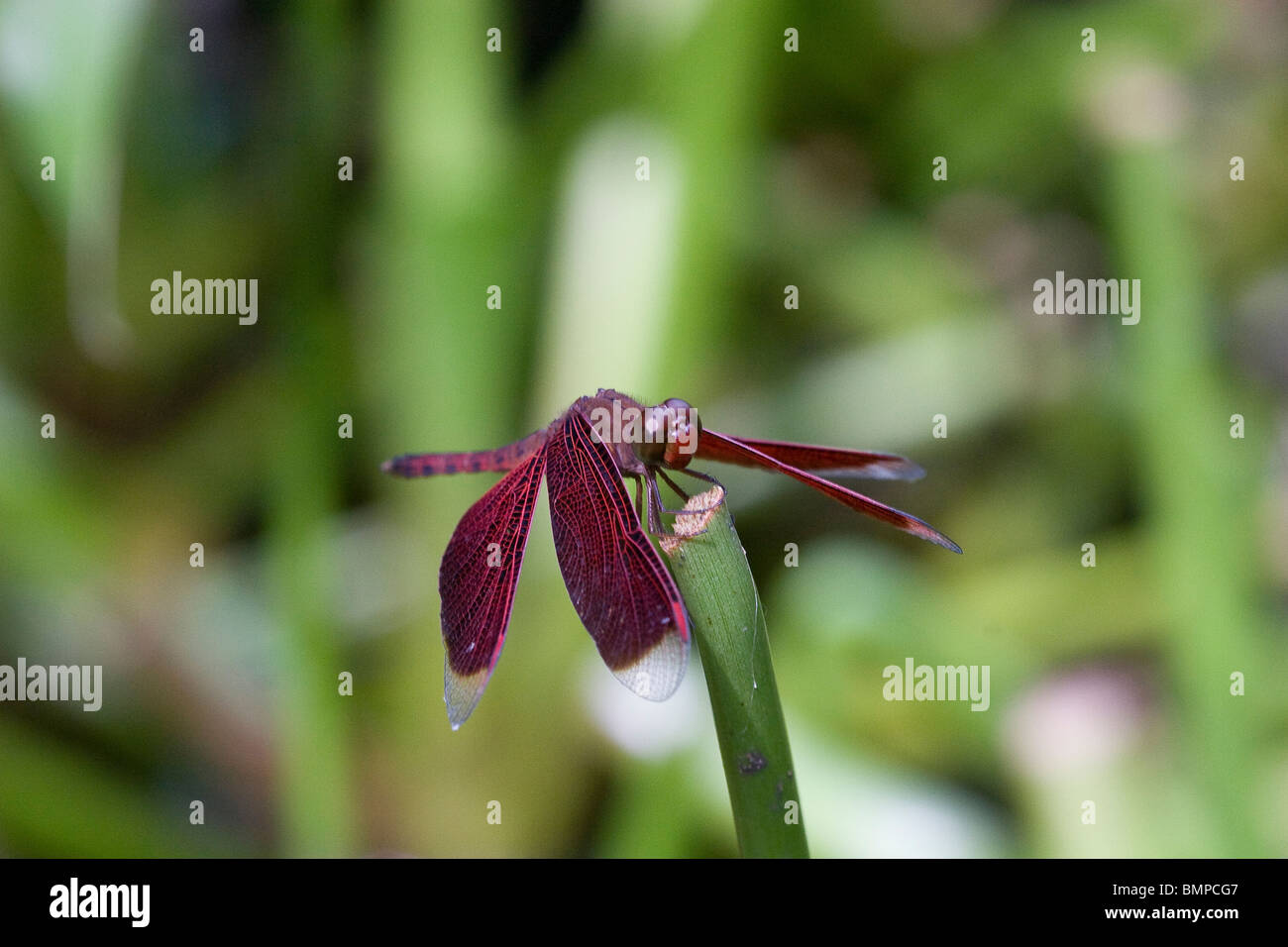 Macro Libellula Foto Stock