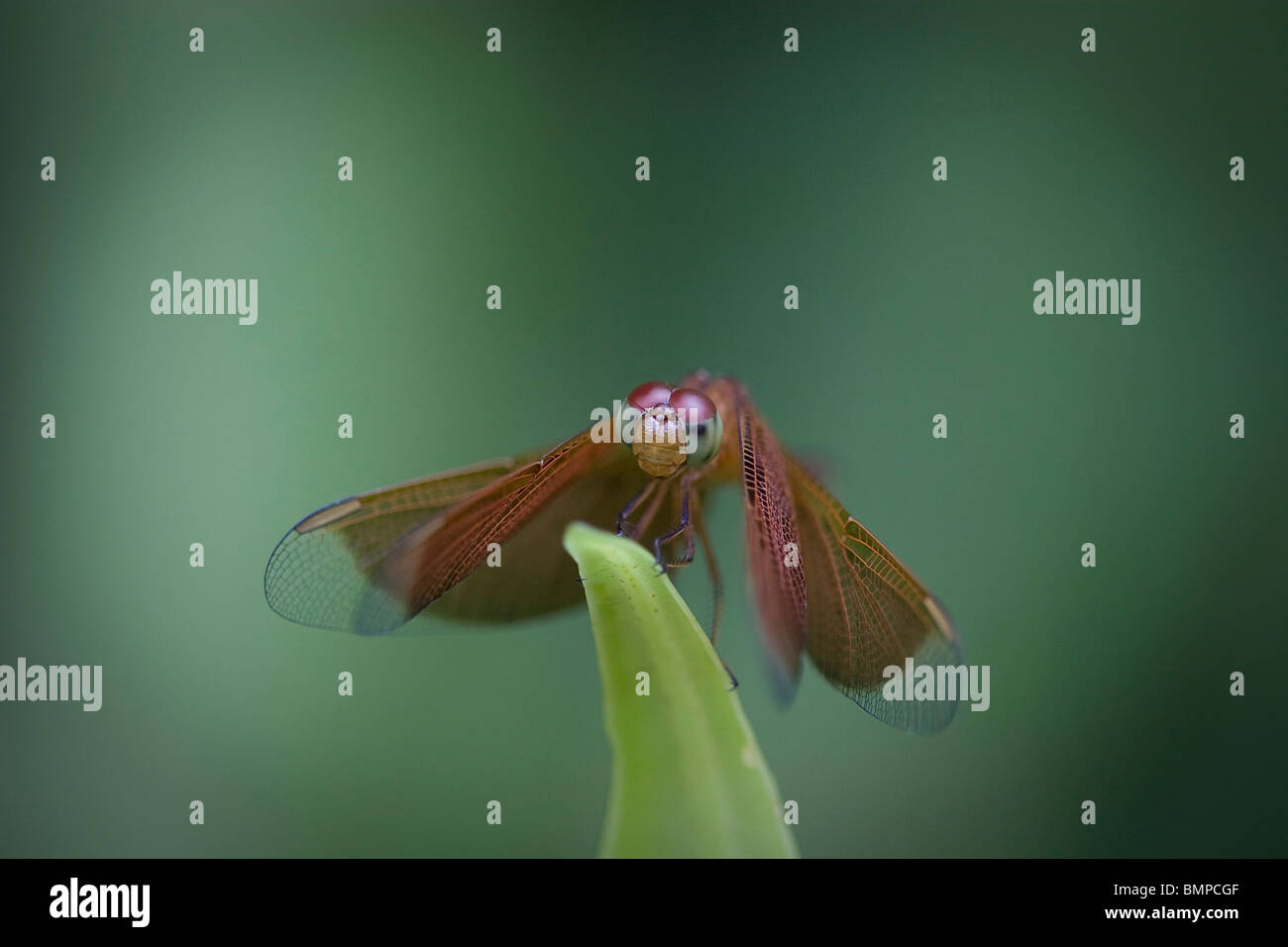 Macro Libellula Foto Stock