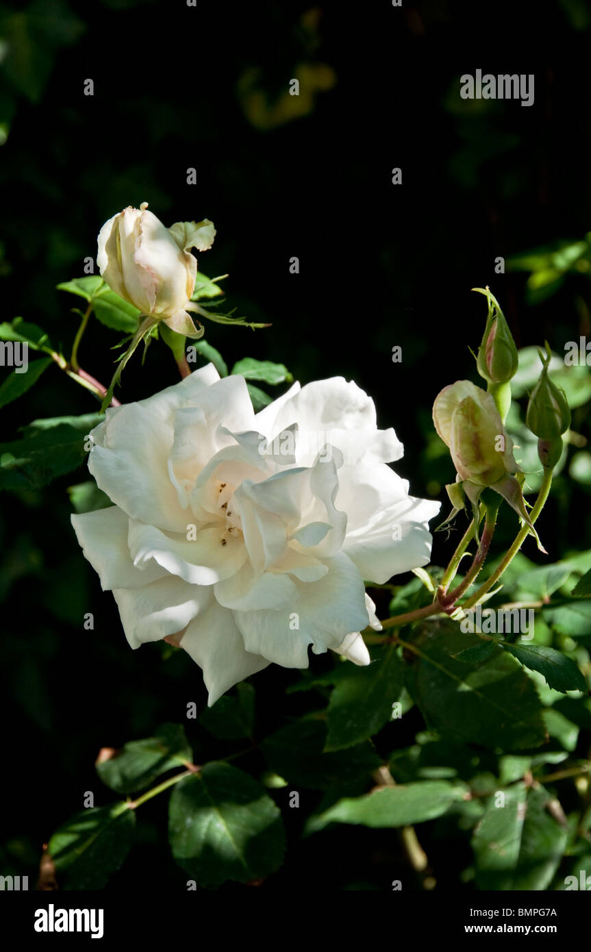 Madame Alfred Carriere - un vecchio bianco tradizionale di rose profumate ( e rosebuds), che cresce in un paese di lingua inglese il giardino. Foto Stock