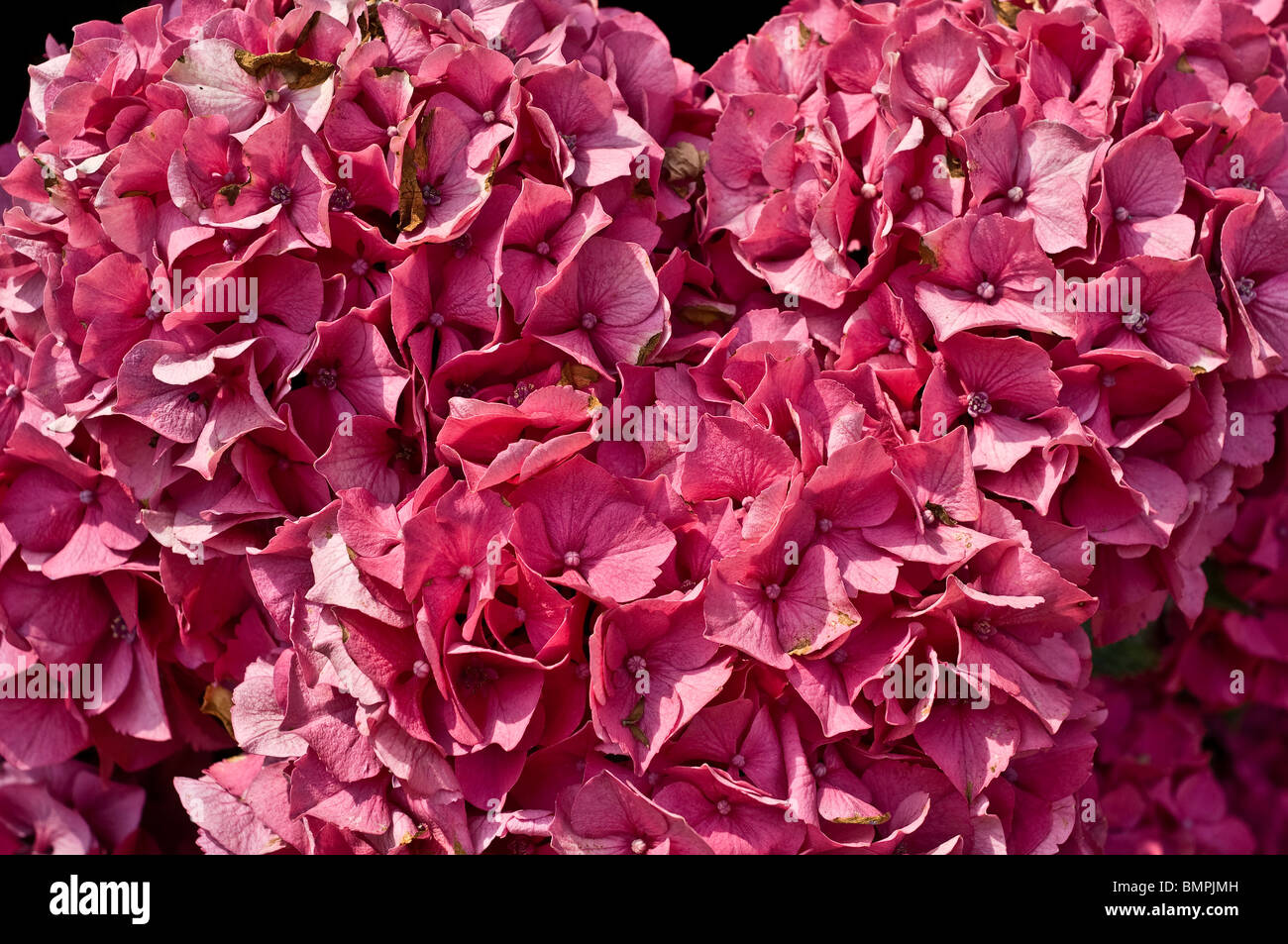 Hortensienblüten innesca delle Ortensie Foto Stock