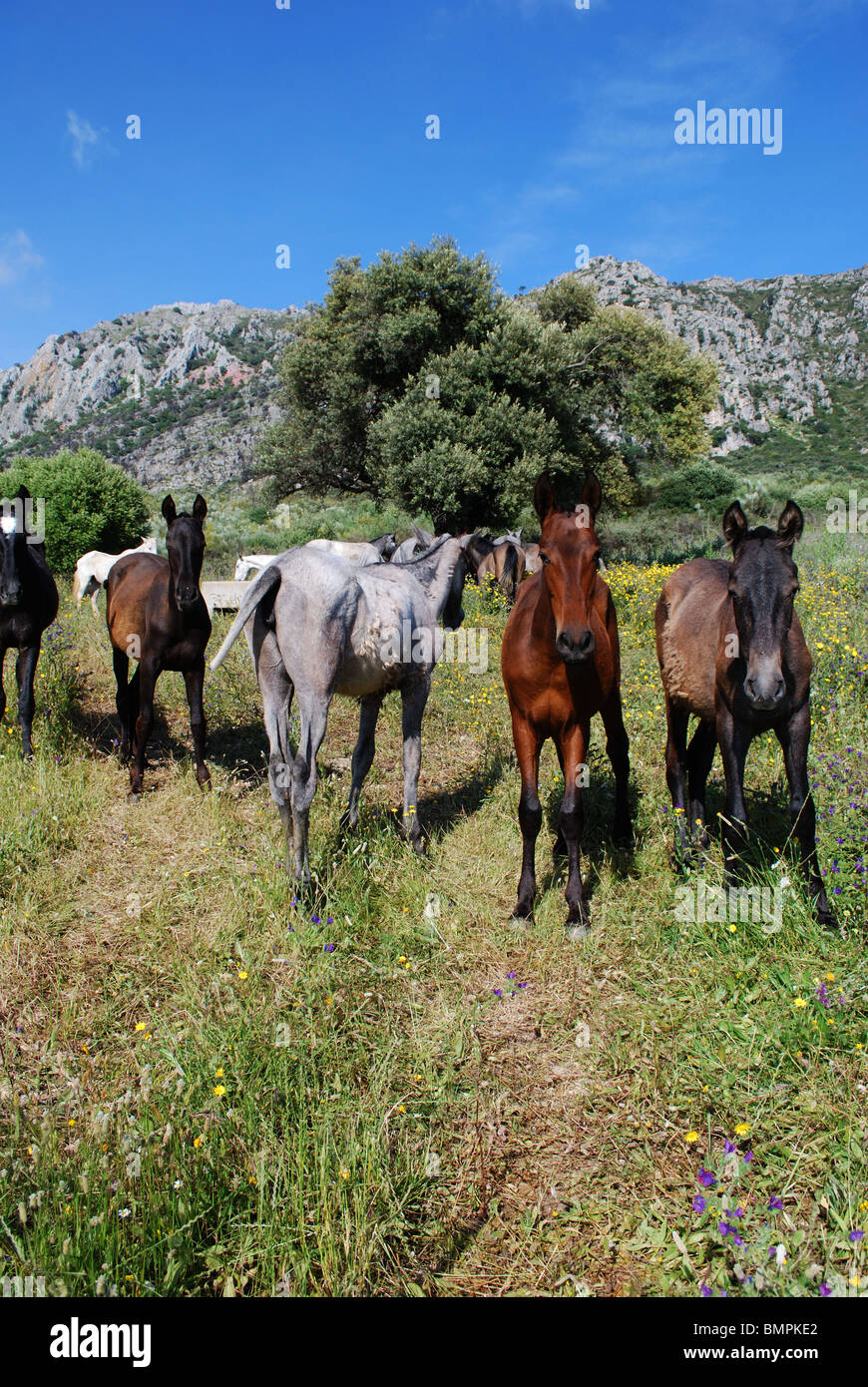 I cavalli sulle pendici della montagna di Reales in Sierra Bermeja, vicino a Casares, provincia di Malaga, Andalusia, Spagna, Europa occidentale. Foto Stock