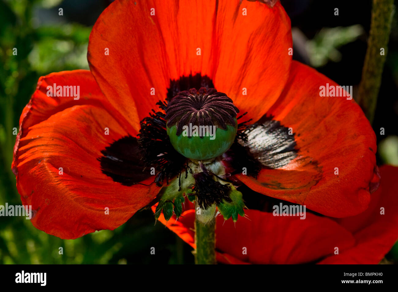 La sovrapposizione di petali di papavero rosso Papaver rhoeas Foto Stock
