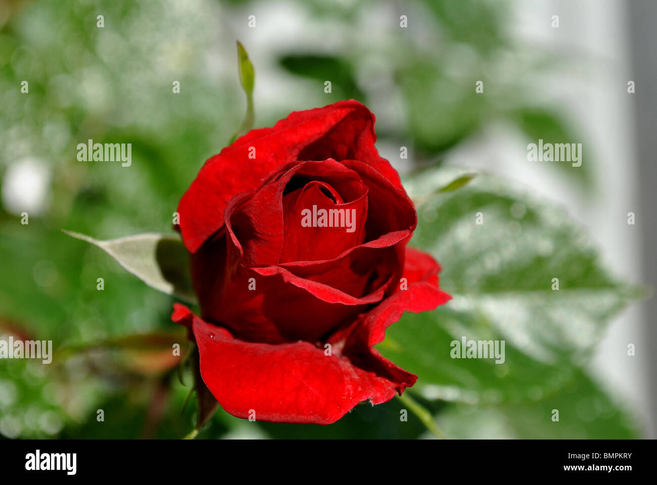 singola rosa rossa Foto Stock
