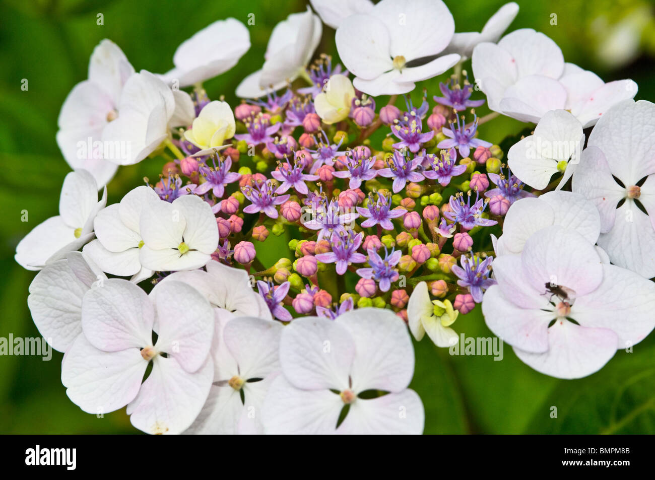 Hortensienblüten innesca delle Ortensie Foto Stock