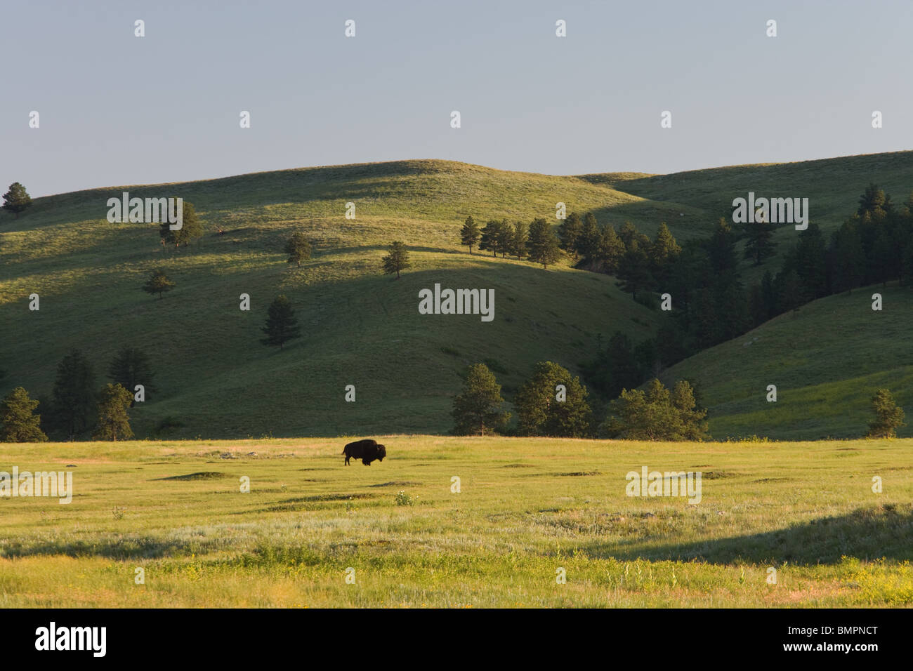 I bisonti nella prateria lungo il Wildlife Loop Road, Custer State Park, il Dakota del Sud Foto Stock