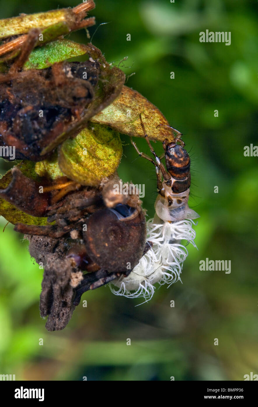 Caddisfly larve sono la fase giovanile della Caddisfly, un insetto. Foto Stock
