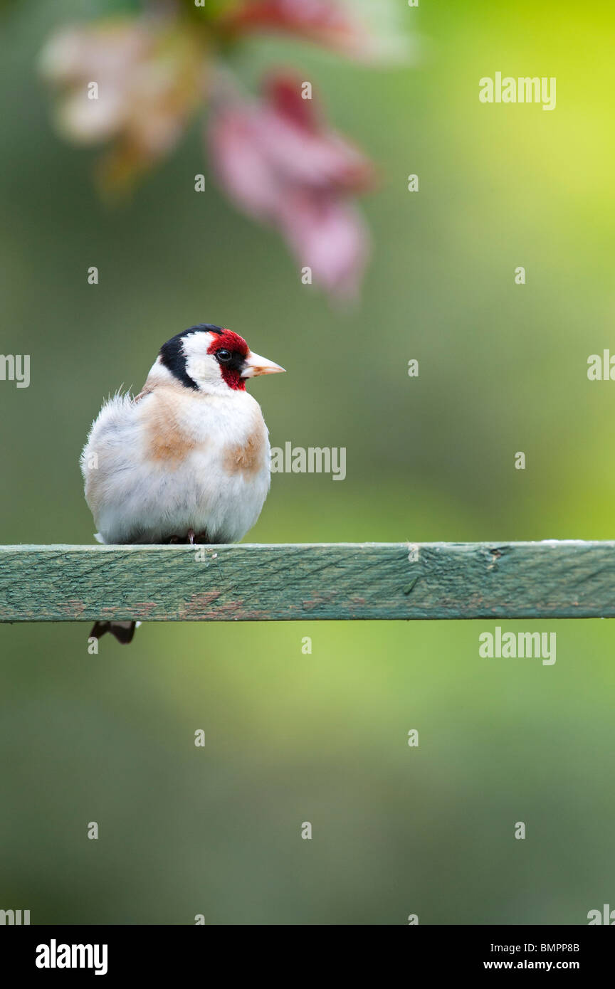 Cardellino in un giardino inglese sat su tralicci in legno. Regno Unito Foto Stock