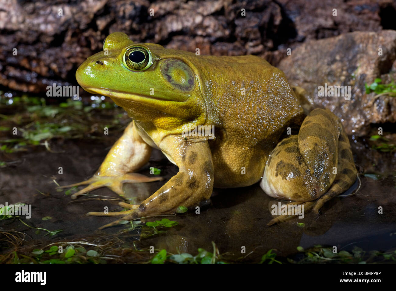 La American Bullfrog (Rana catesbeiana), spesso noto semplicemente come la Bullfrog. Foto Stock