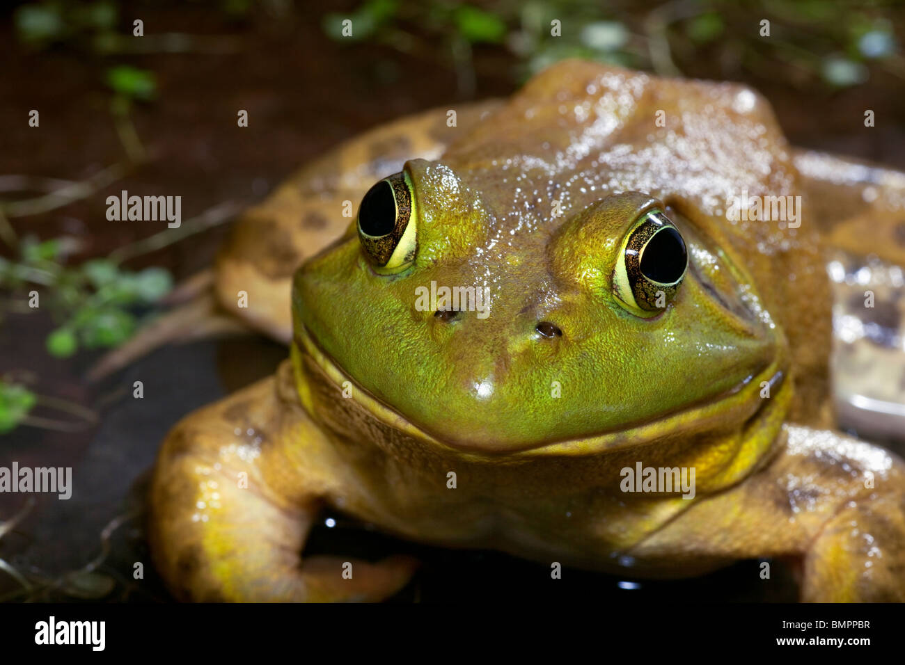 La American Bullfrog (Rana catesbeiana), spesso noto semplicemente come la Bullfrog. Foto Stock