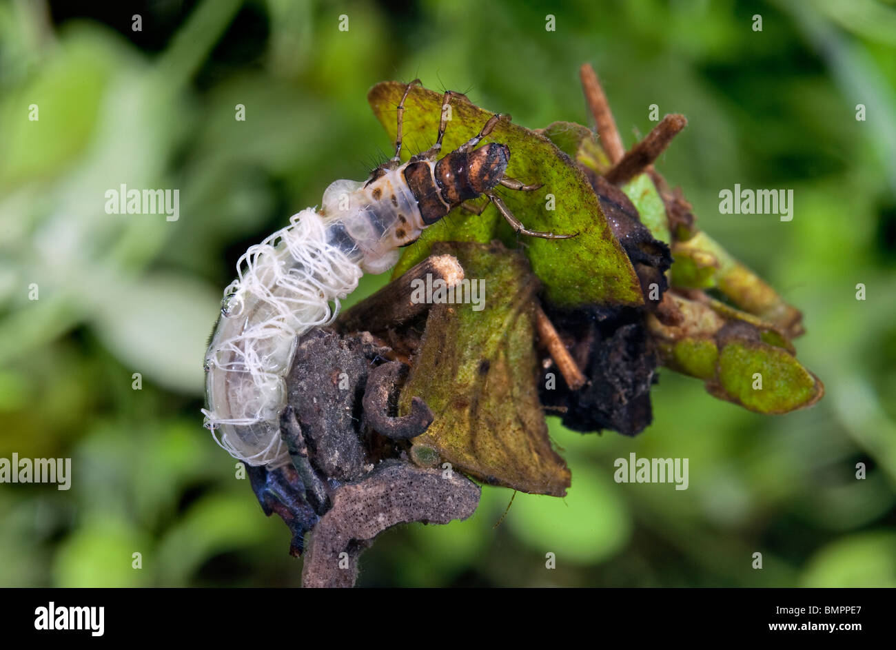 Caddisfly larve sono la fase giovanile della Caddisfly, un insetto. Foto Stock