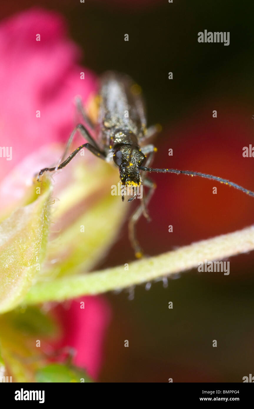 Oedemera nobilis, una Verde metalizzato polline-eating beetle trovati nei giardini nel Regno Unito. Alimentazione su un heliathemum (rock rose) fiore Foto Stock