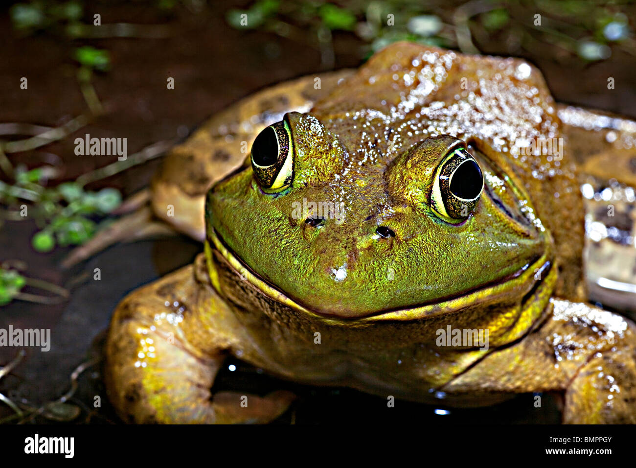La American Bullfrog (Rana catesbeiana), spesso noto semplicemente come la Bullfrog. Foto Stock