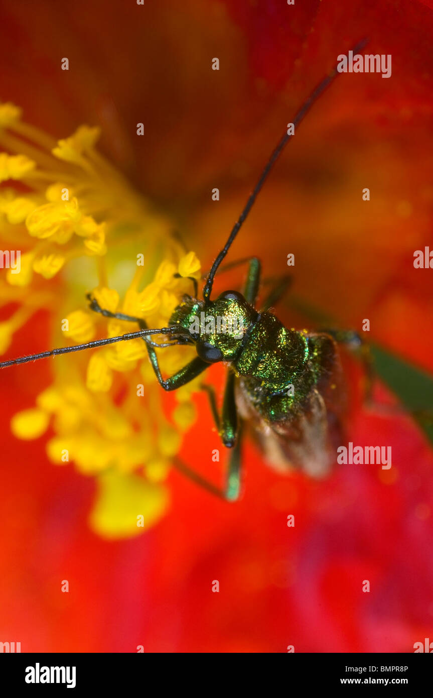 Oedemera nobilis, una Verde metalizzato polline-eating beetle trovati nei giardini nel Regno Unito. Alimentazione su un heliathemum (rock rose) fiore Foto Stock