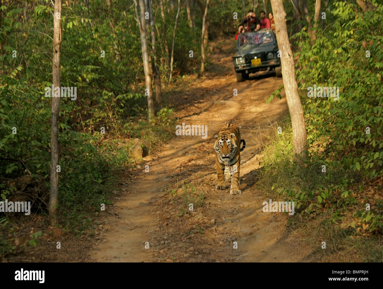 Tiger camminare davanti a un safari turistici veicolo. La foto è stata scattata in Ranthambhore National Park, India Foto Stock