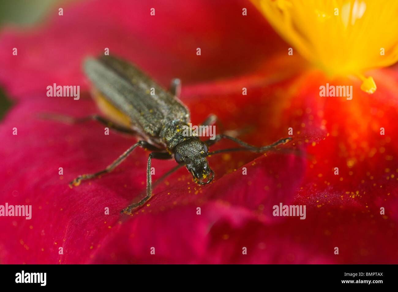 Oedemera nobilis, una Verde metalizzato polline-eating beetle trovati nei giardini nel Regno Unito. Alimentazione su un heliathemum (rock rose) fiore Foto Stock