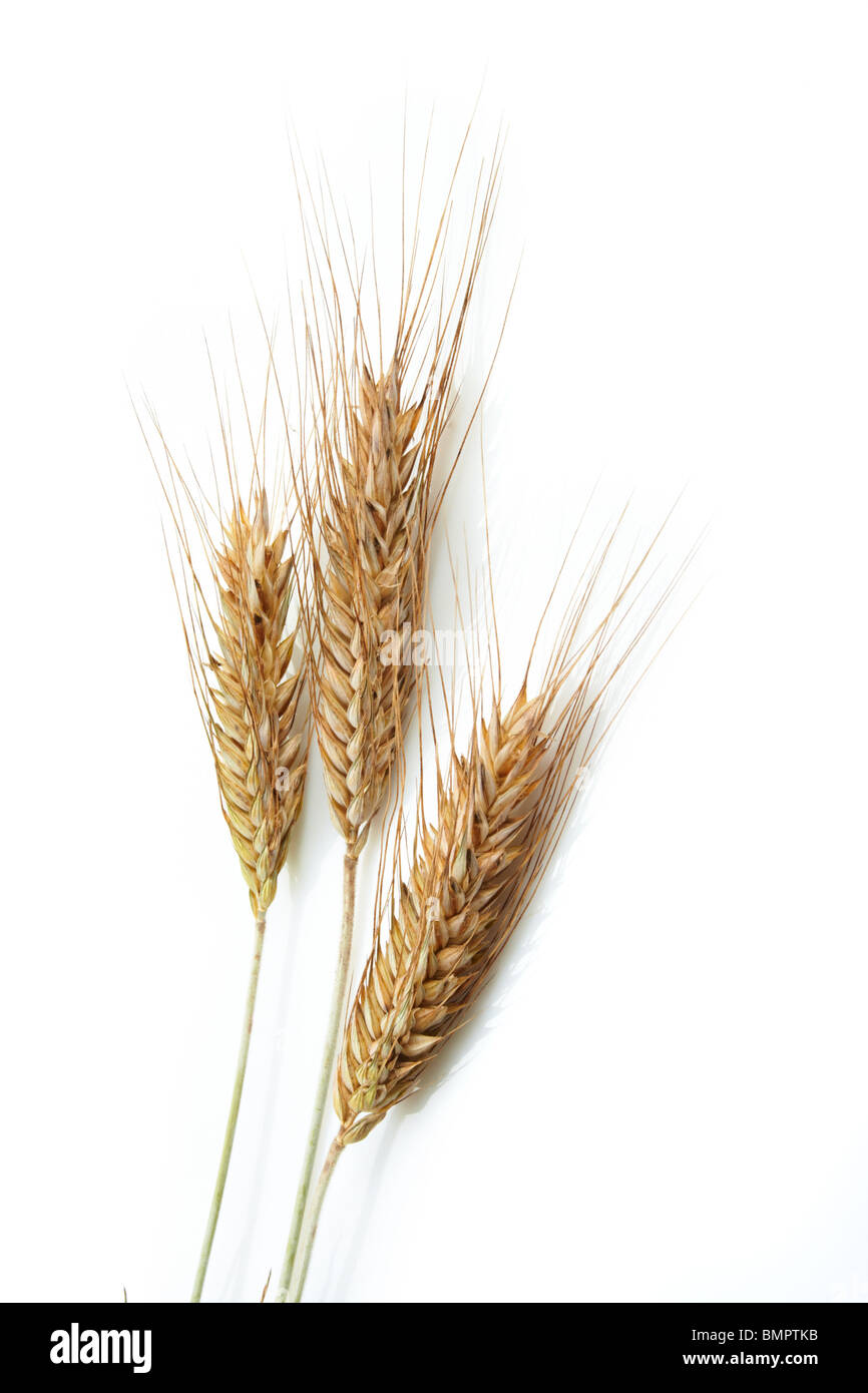 Orecchie di grano Foto Stock