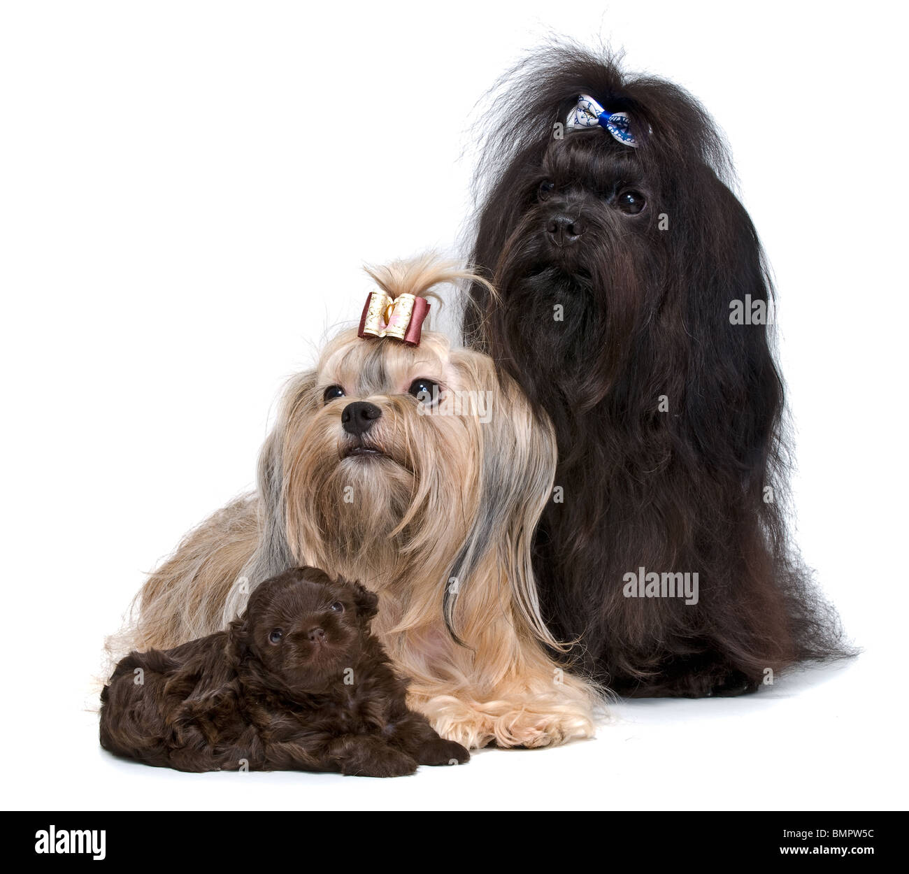 Giro cane con un cucciolo Foto Stock