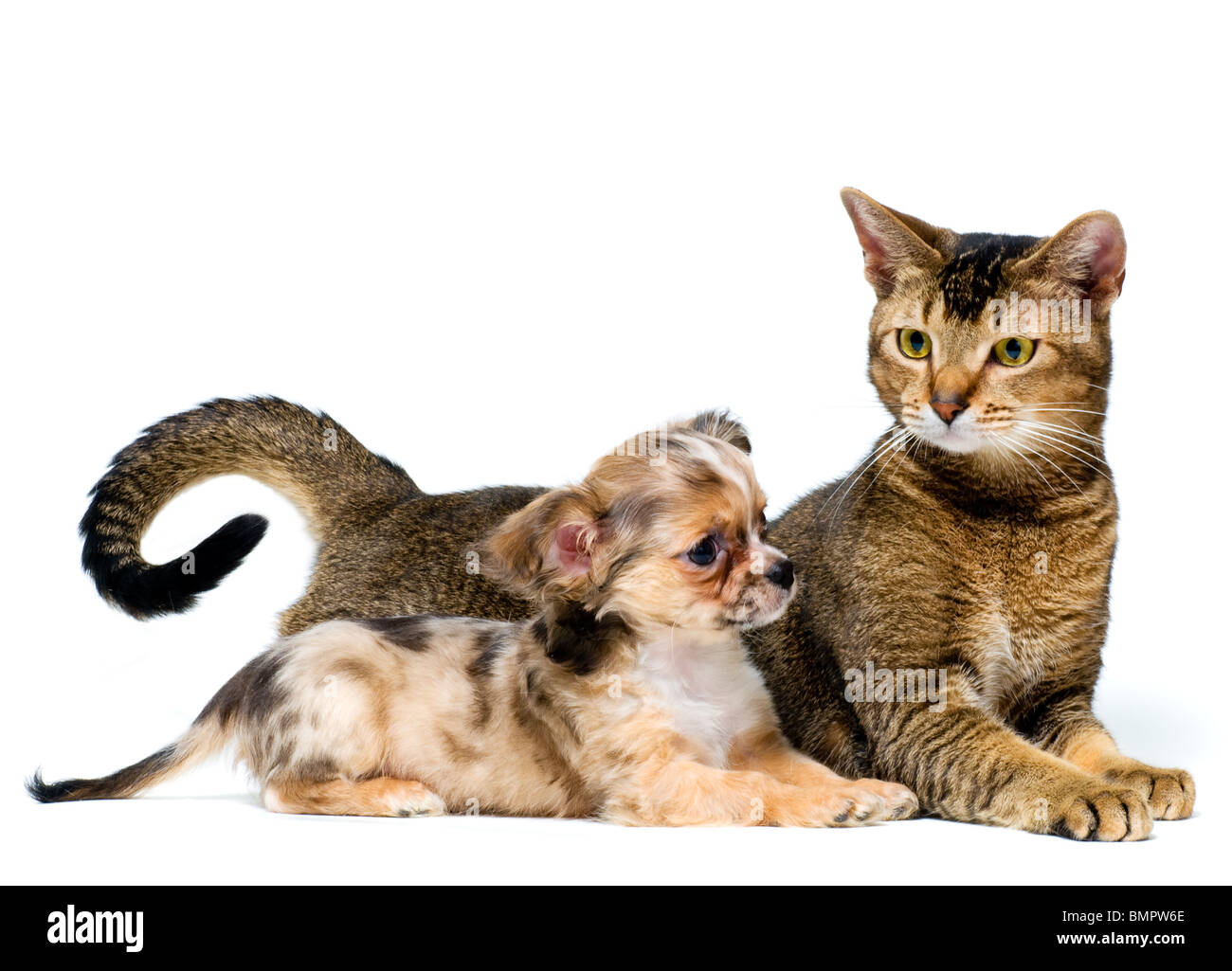 Cucciolo di chihuahua e cat Foto Stock