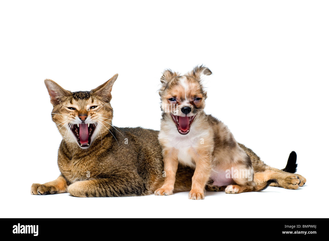 Cucciolo di chihuahua e cat Foto Stock