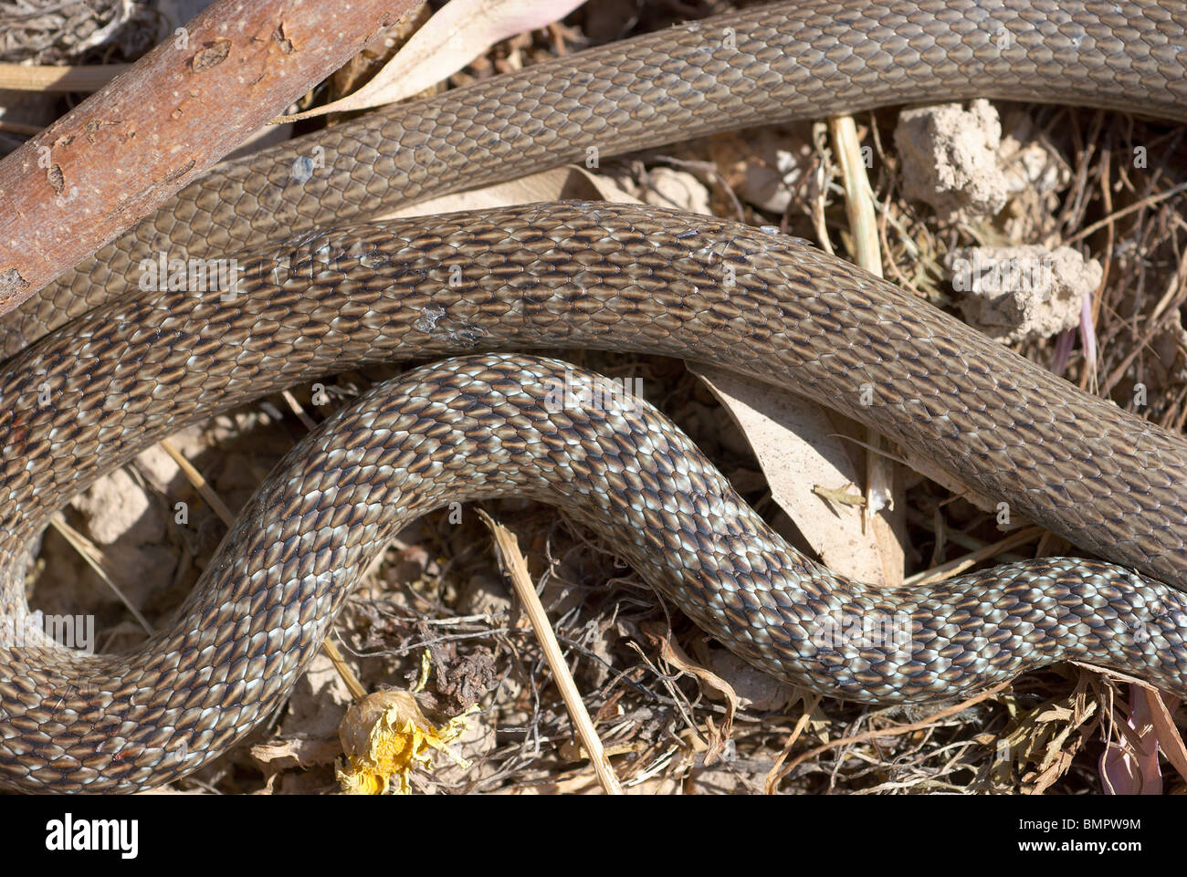 Frusta balcanica snake Grecia Foto Stock