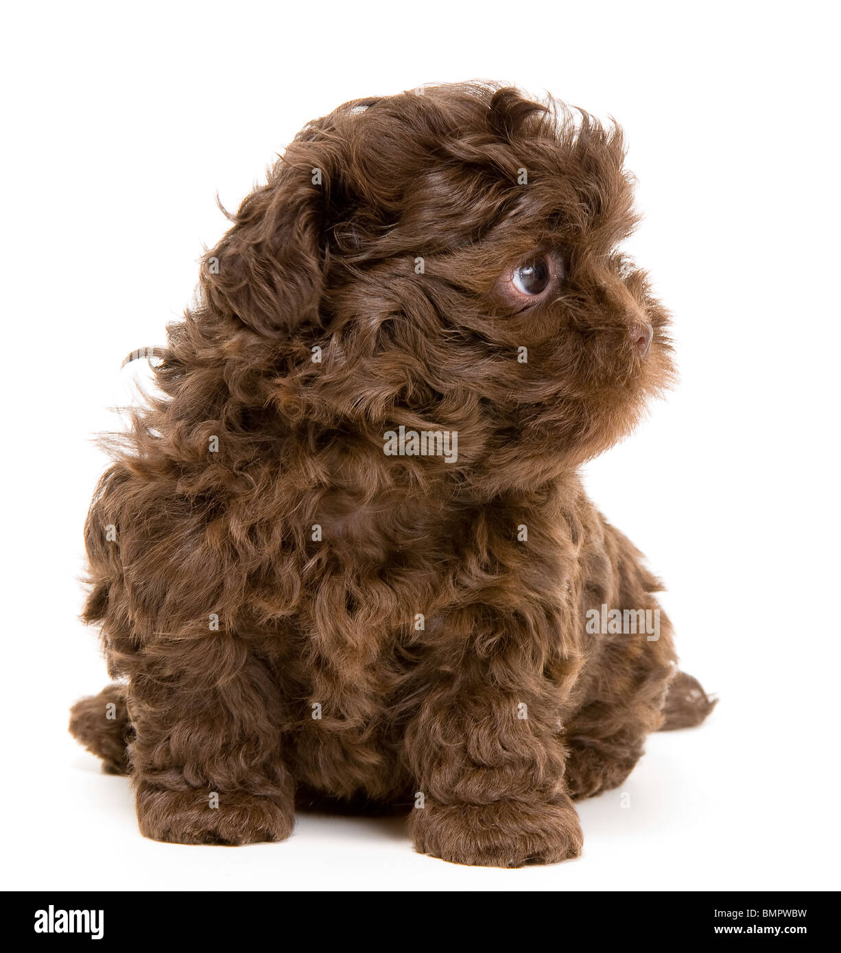 Lap-cane in studio Foto Stock