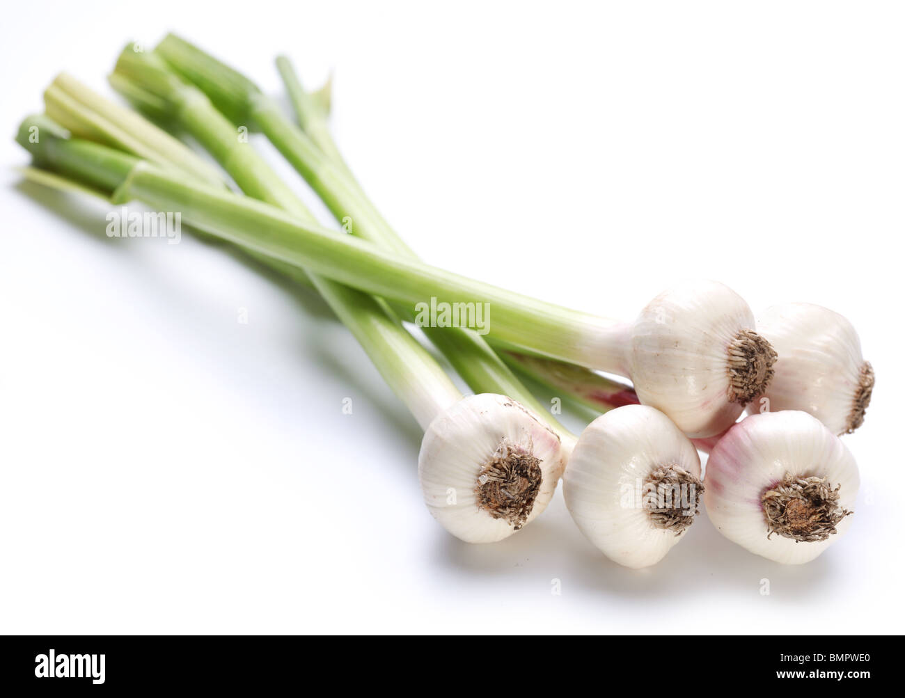 Giovani aglio su sfondo bianco Foto Stock