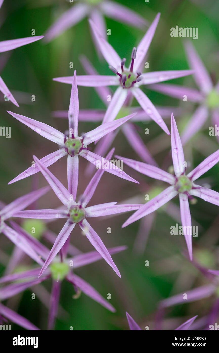 Allium Giganteum fiore di cipolla Foto Stock