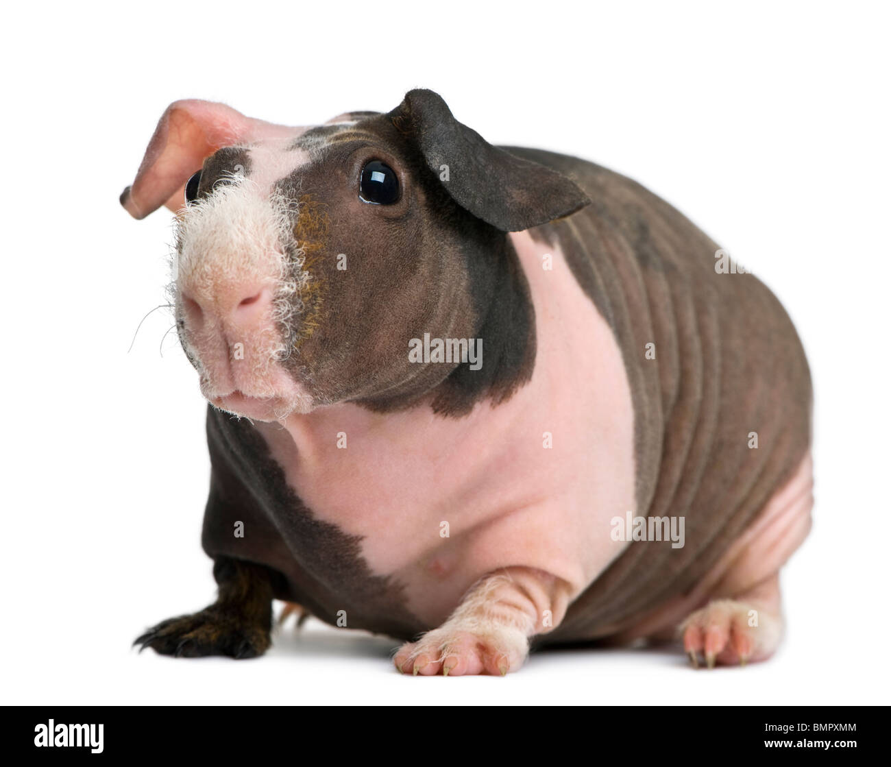 Glabre cavia in piedi contro uno sfondo bianco Foto Stock