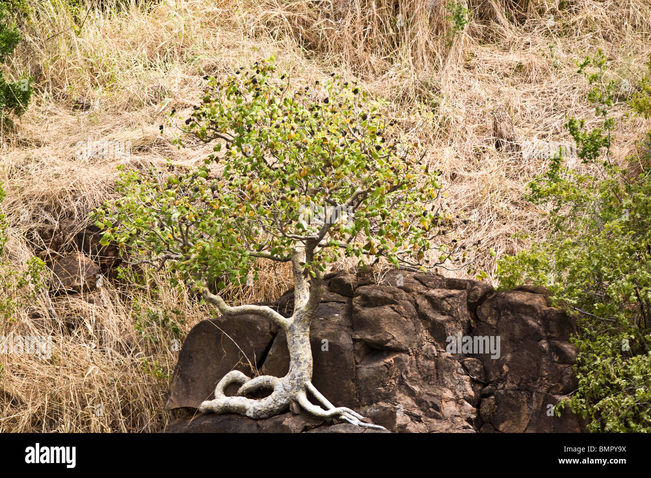 Questa roccia fig tree è riuscito a radicarsi in una spaccatura su un masso di arenaria Hunter River Australlia Foto Stock