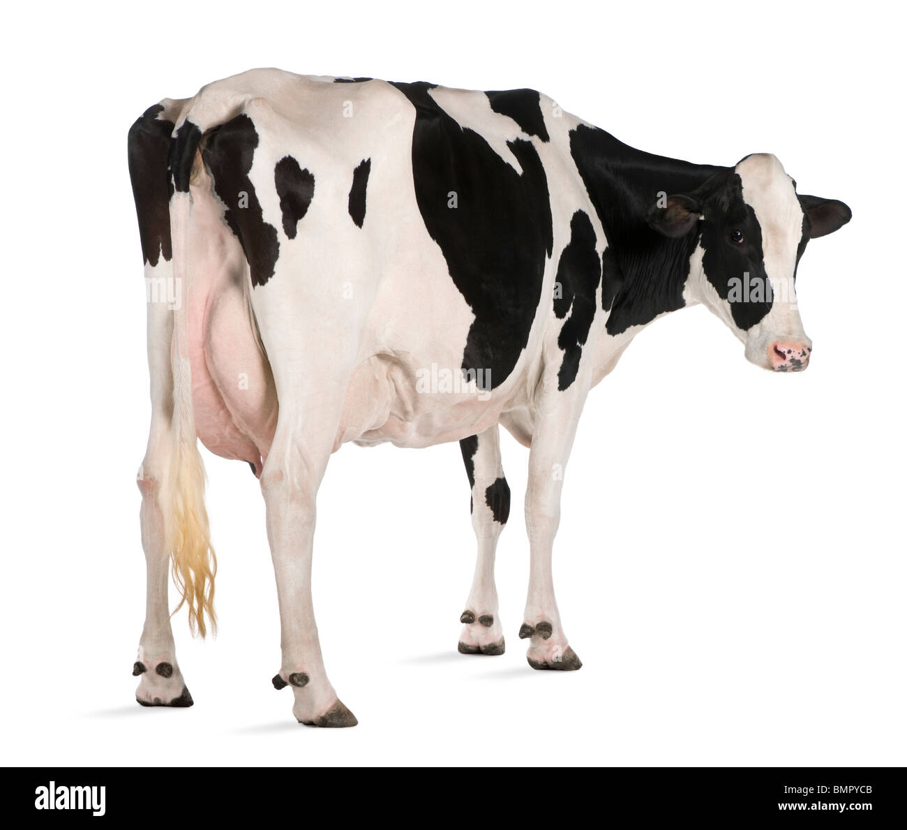 Vacca Holstein, 5 anni, in piedi contro lo sfondo bianco Foto Stock