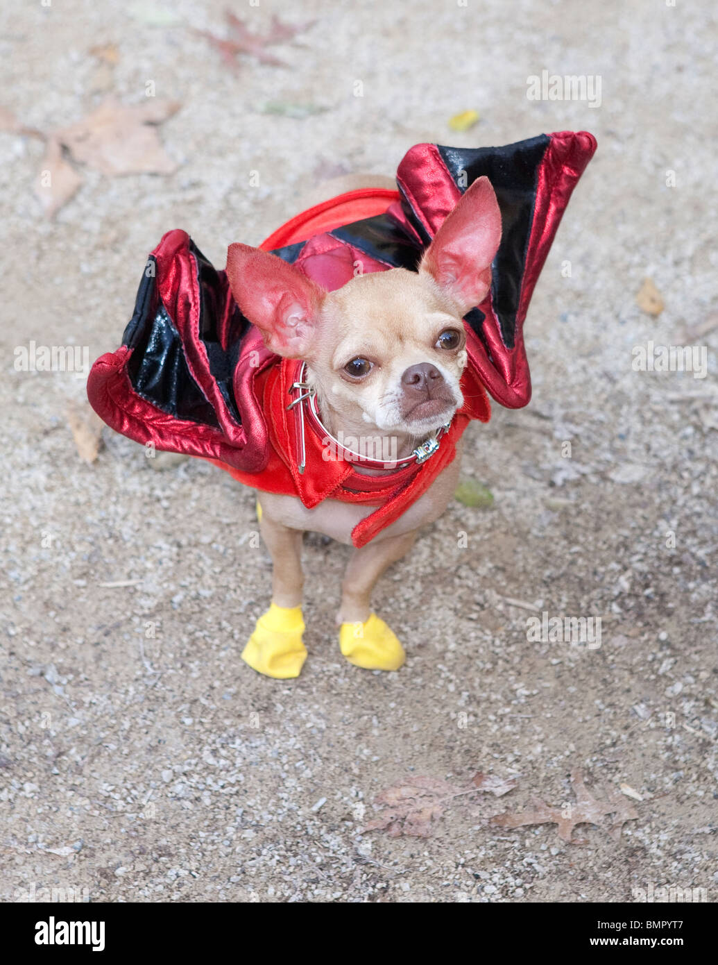 Flying Chihuahua Foto Stock