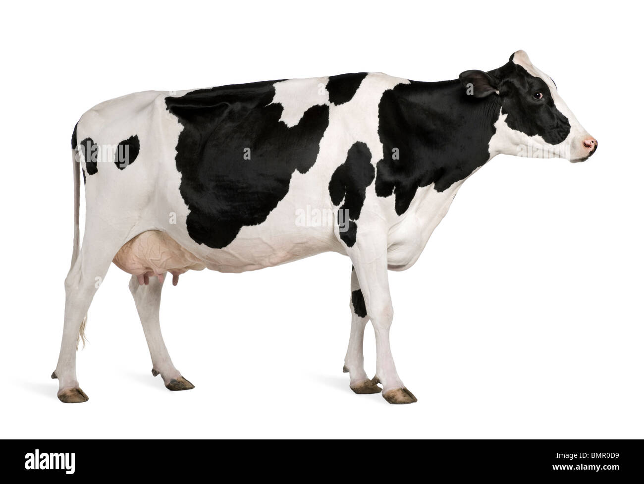 Vacca Holstein, 5 anni, in piedi contro lo sfondo bianco Foto Stock