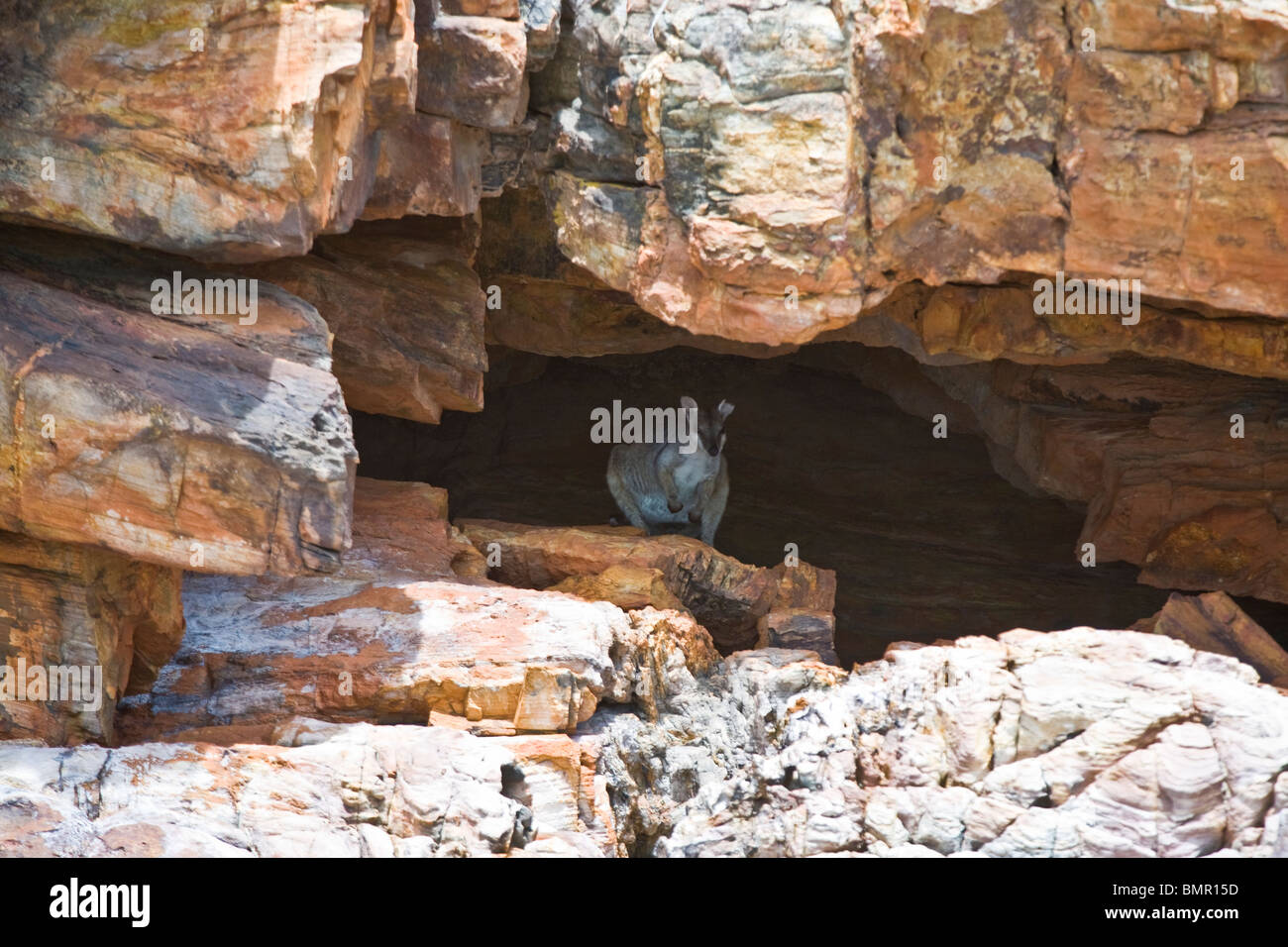 Breve eared rock wallaby abitano le Grotte di arenaria e le fessure fodera Talbot Bay Australlia Foto Stock