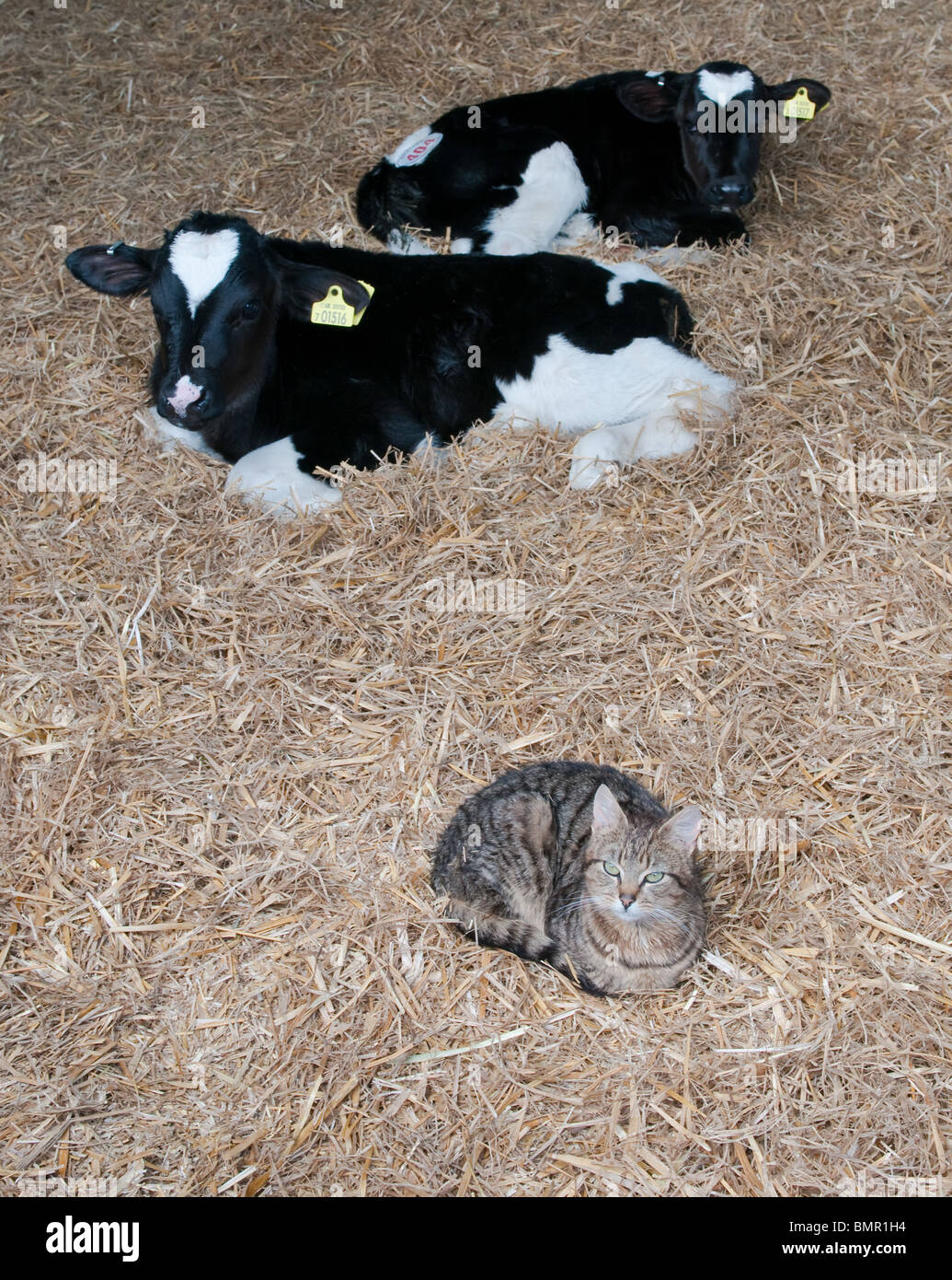 Due giovani vitelli condividono la loro penna con la fattoria cat Foto Stock