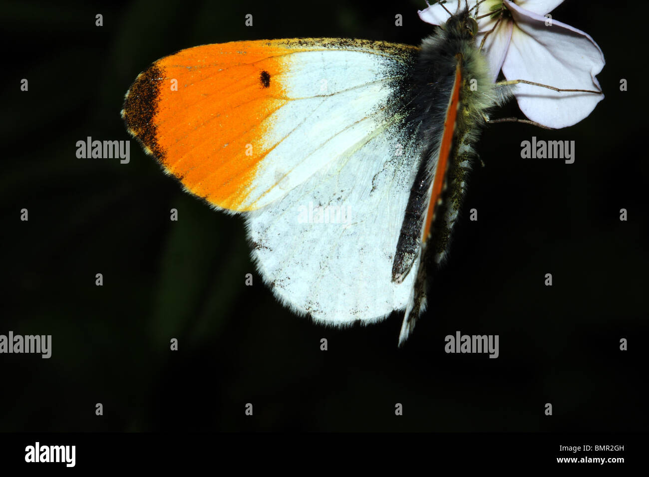 Punta arancione farfalla Anthocharis cardamines Pieridae famiglia maschio Foto Stock