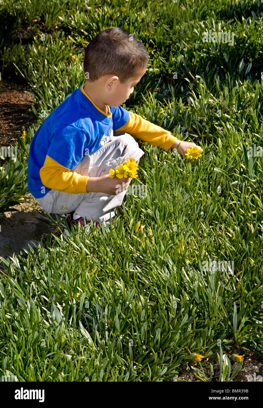 Un ragazzo Vietnamese-American picks fiori gialli in un campo di Westminster, California, casa di una grande comunità vietnamita. Foto Stock