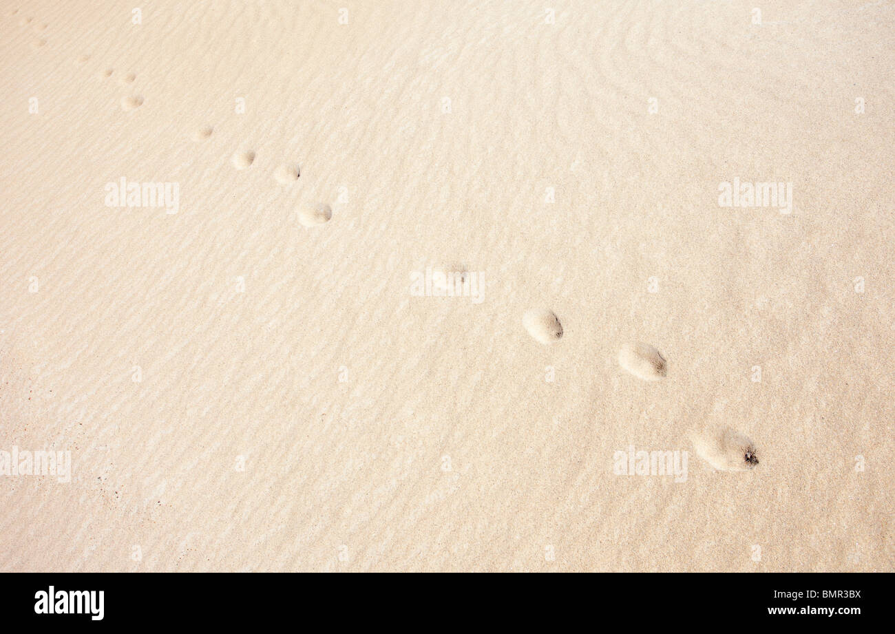 fox tracce su sabbia morbida , Finlandia Foto Stock