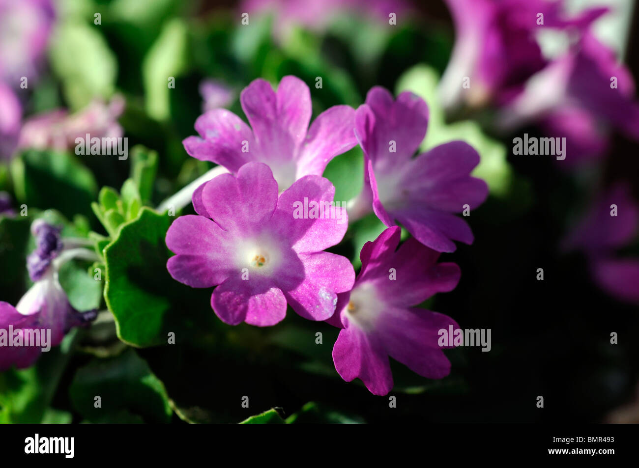 Primula allionii var rubra viola malva bianco lilla eye center insieme contro una foglia verde foglia primula di sfondo Foto Stock