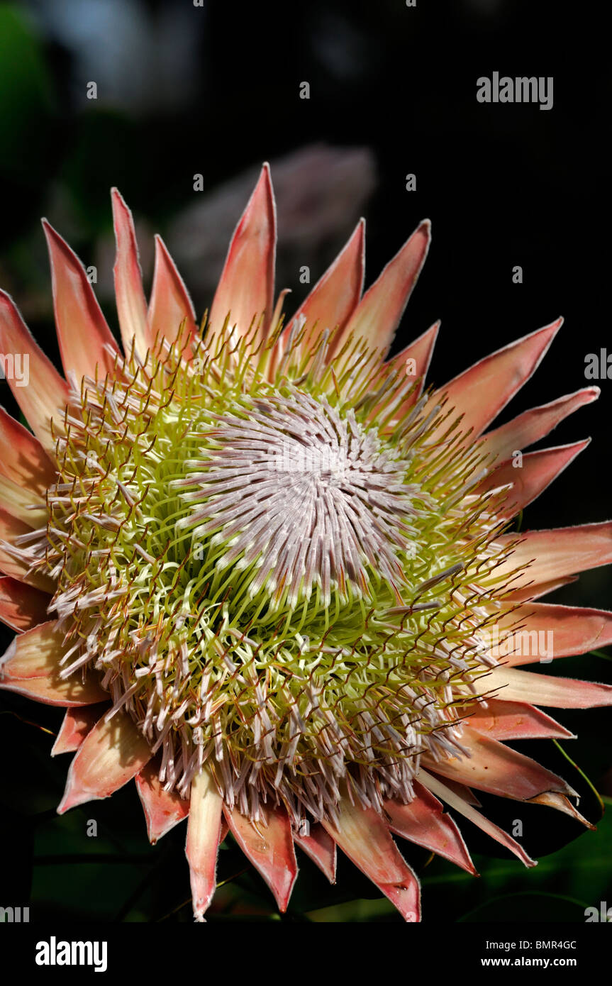 Protea cynaroides re protea Giant Protea Honeypot re Sugar Bush fiore nazionale del Sud Africa infiorescenza Foto Stock