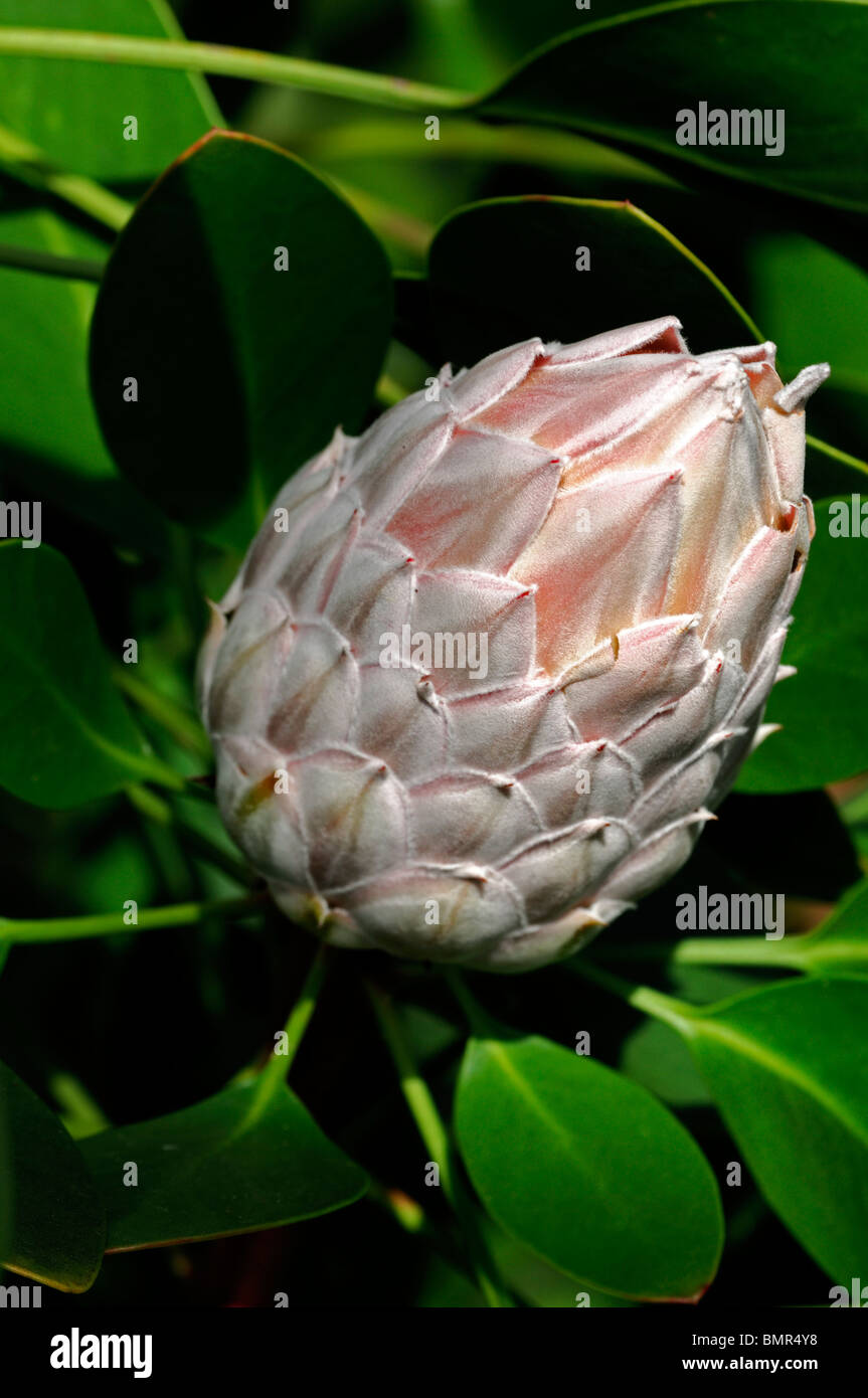 Protea cynaroides re protea Giant Protea Honeypot re Sugar Bush fiore nazionale del Sud Africa infiorescenza Foto Stock