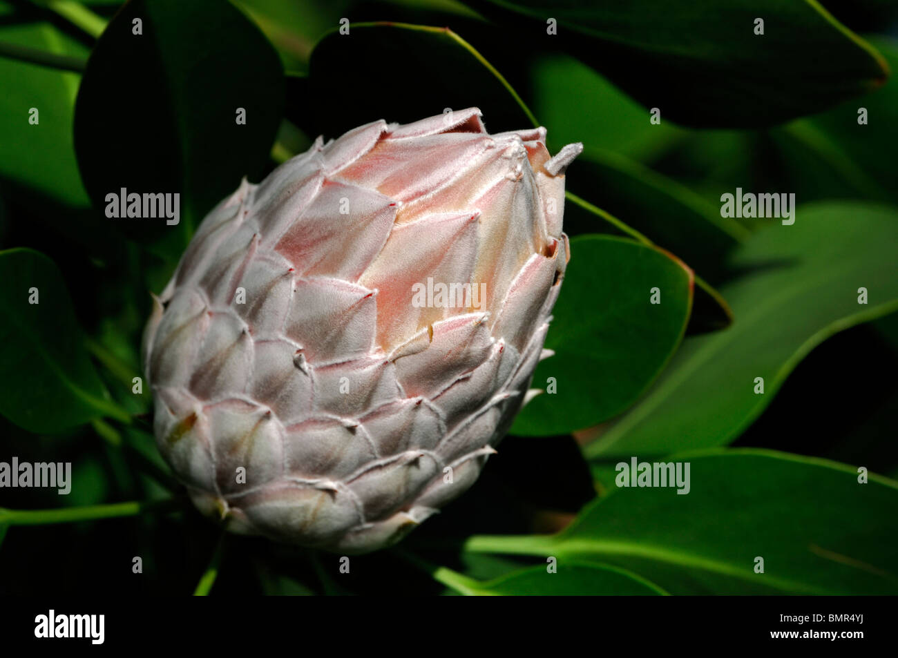 Protea cynaroides re protea Giant Protea Honeypot re Sugar Bush fiore nazionale del Sud Africa infiorescenza Foto Stock