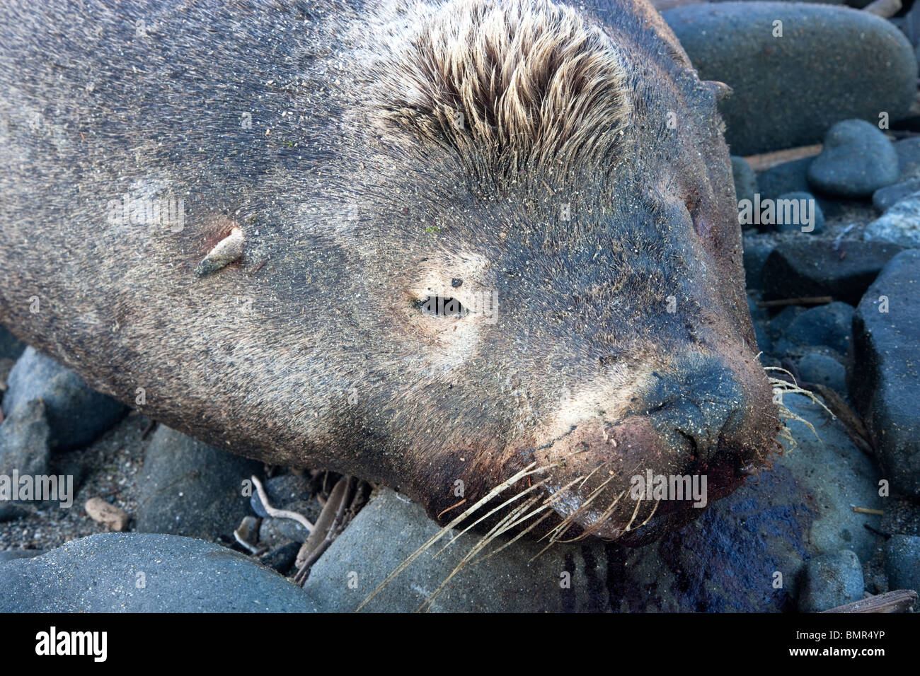 Defunto "crested' Sea Lion bull, Spiaggia, Ritratto. Foto Stock