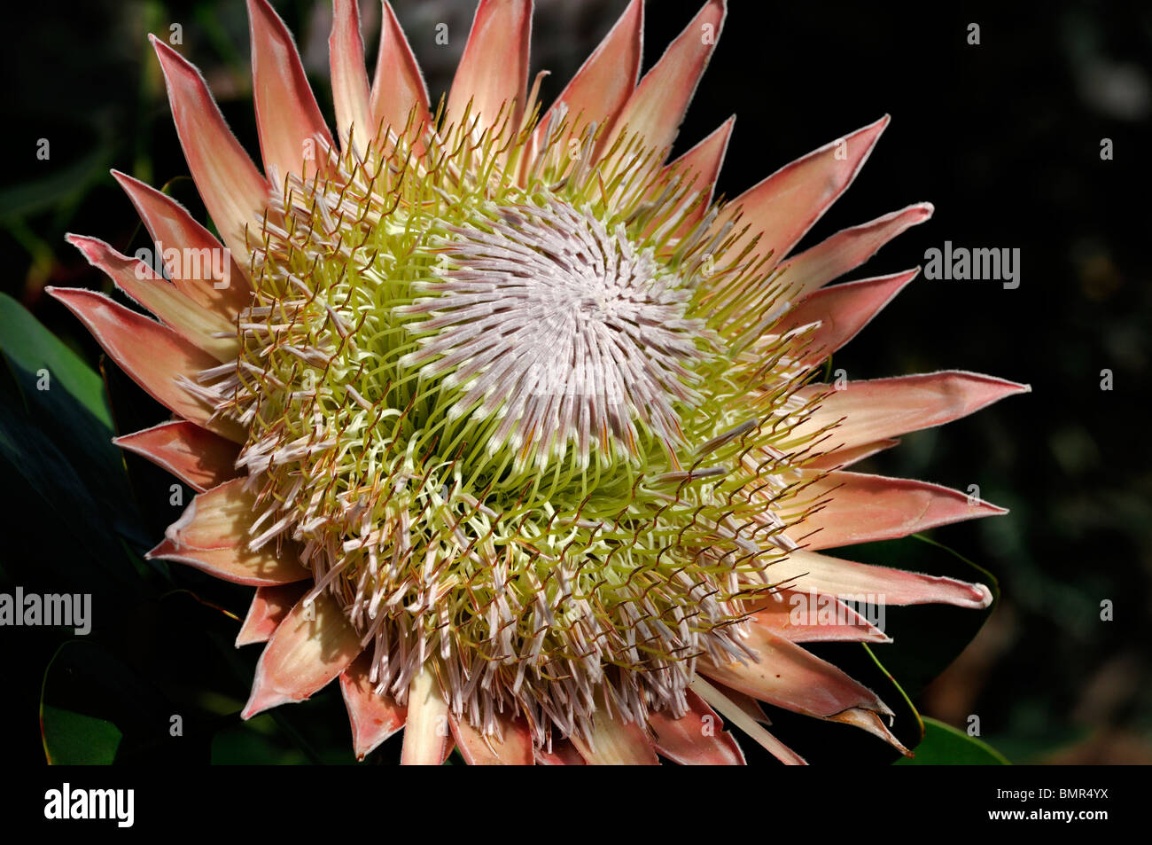 Protea cynaroides re protea Giant Protea Honeypot re Sugar Bush fiore nazionale del Sud Africa infiorescenza Foto Stock