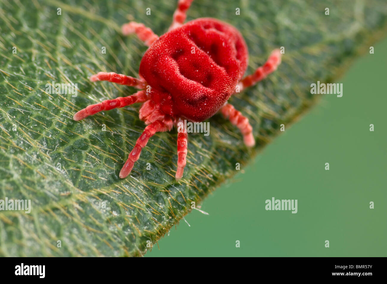 Acaro rosso velluto Foto Stock