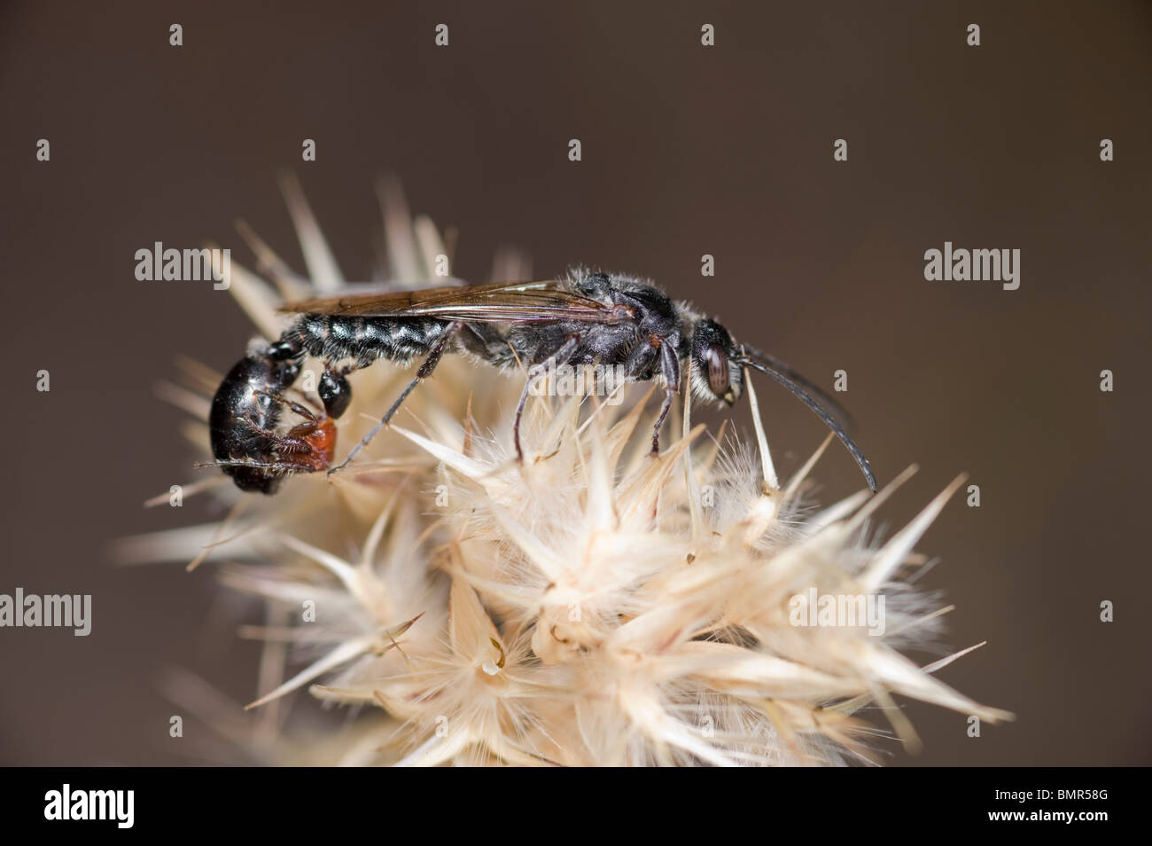 Coniugata coppia di fiori di vespe - wingless femmina e maschio alato Foto Stock